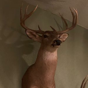 Meet your Posher, Cipriano